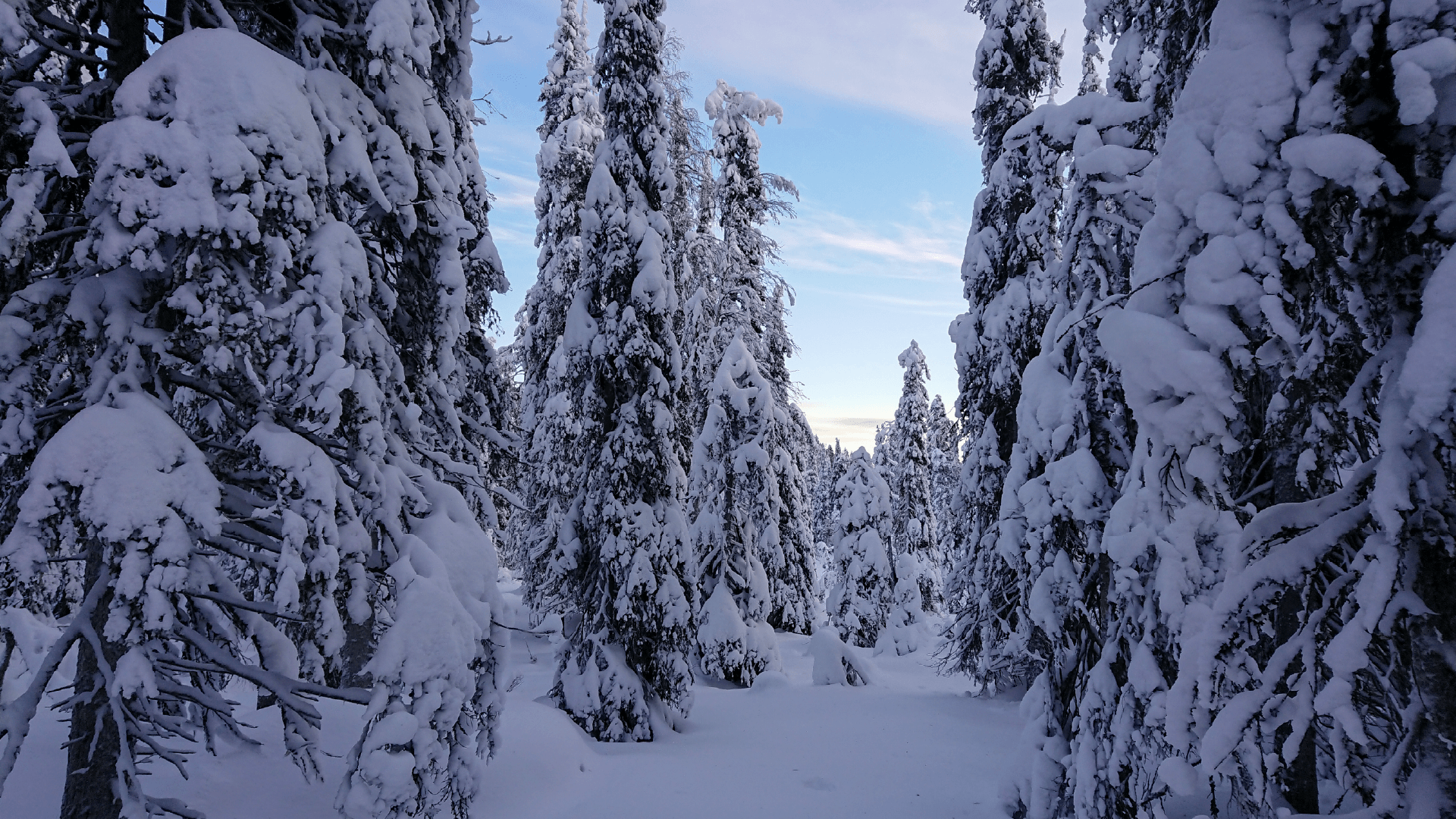 Frozen forests in Finland by Priscilla Aster