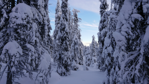 Frozen forests in Finland by Priscilla Aster