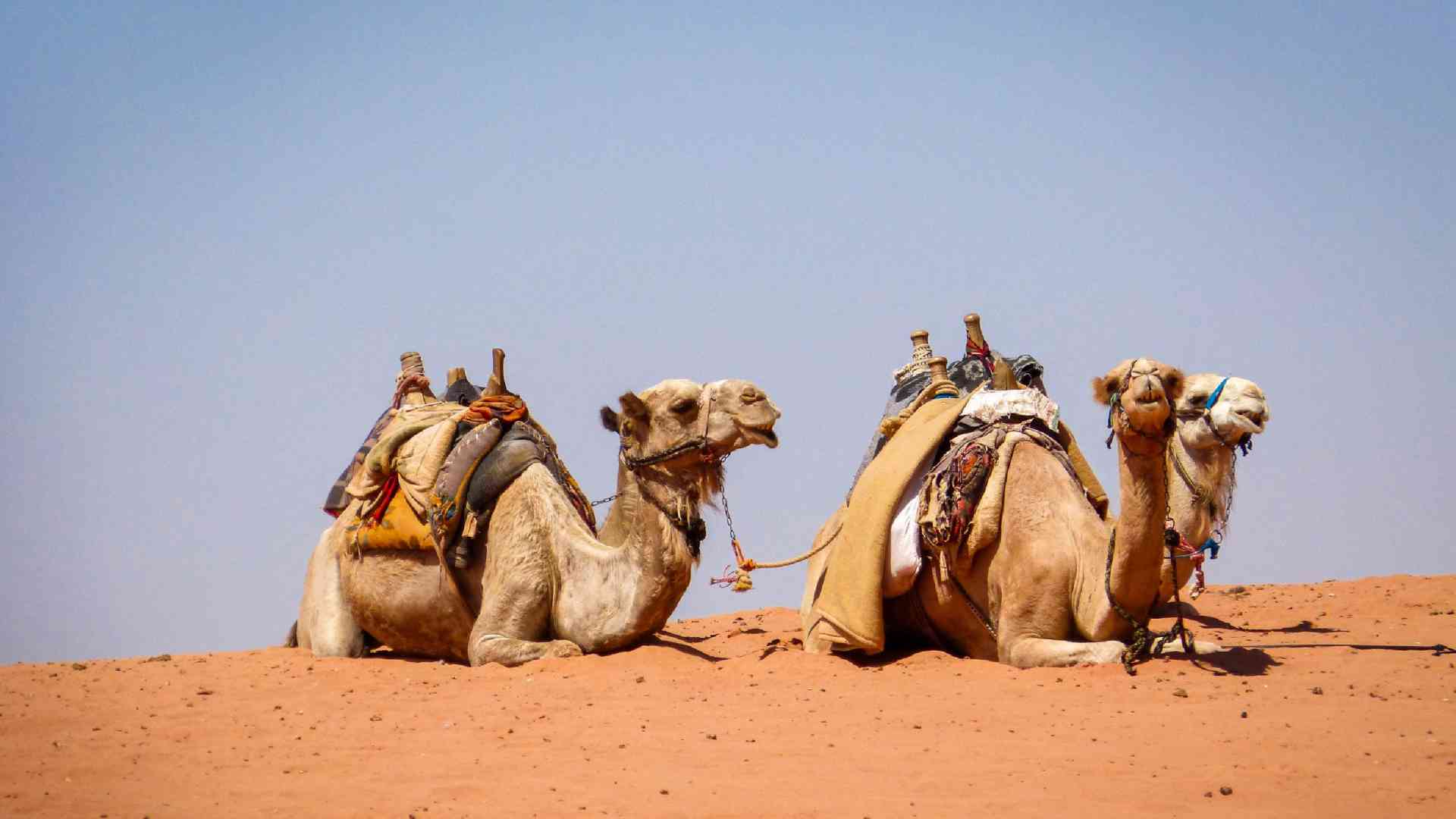 Wadi Rum Desert, Jordan by Sacha Bunnik