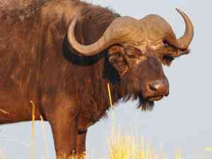 7 Day Victoria Falls, Chobe & The Chobe Princess | Bunnik Tours