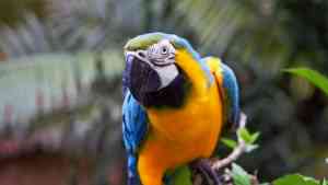 Iquitos, Peru by Matt Baldock
