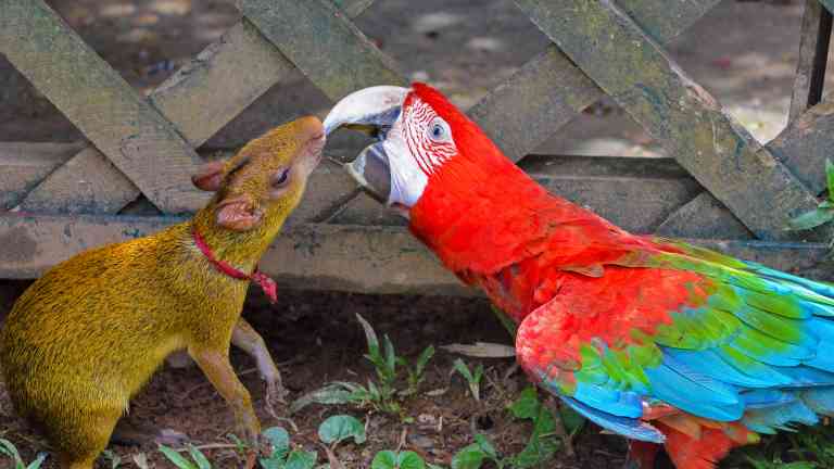 Amazon Jungle, Peru by Peter McKenzie