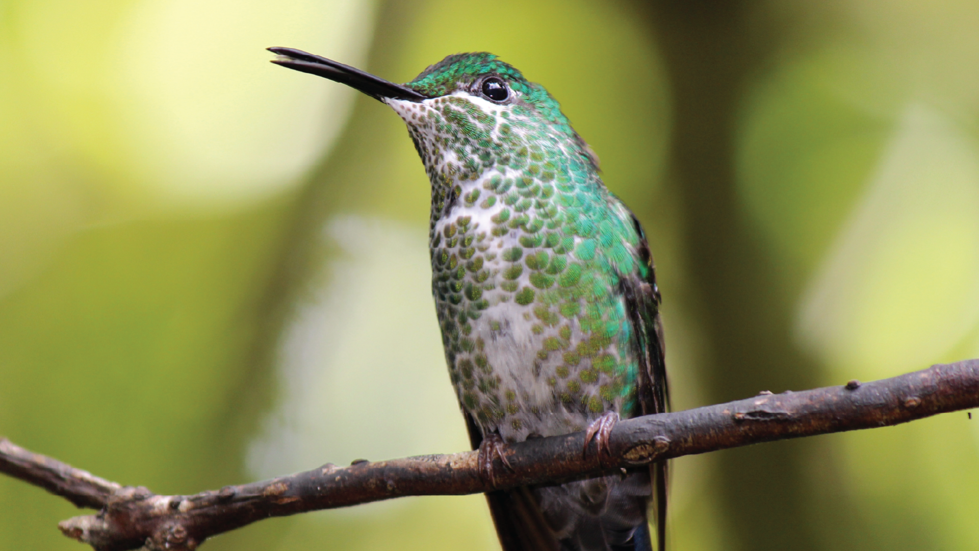 Costa Rica by Emily Fraser