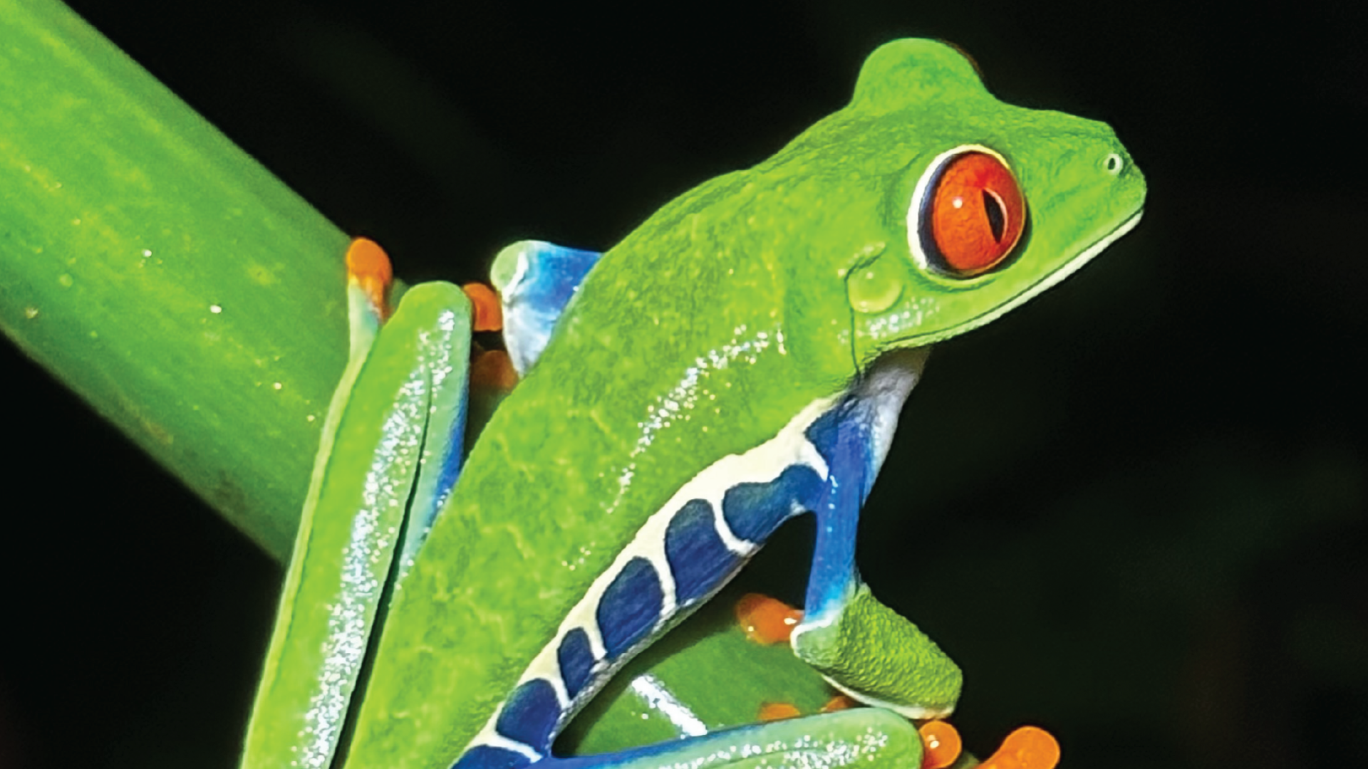 Costa Rica by Luca van Goor