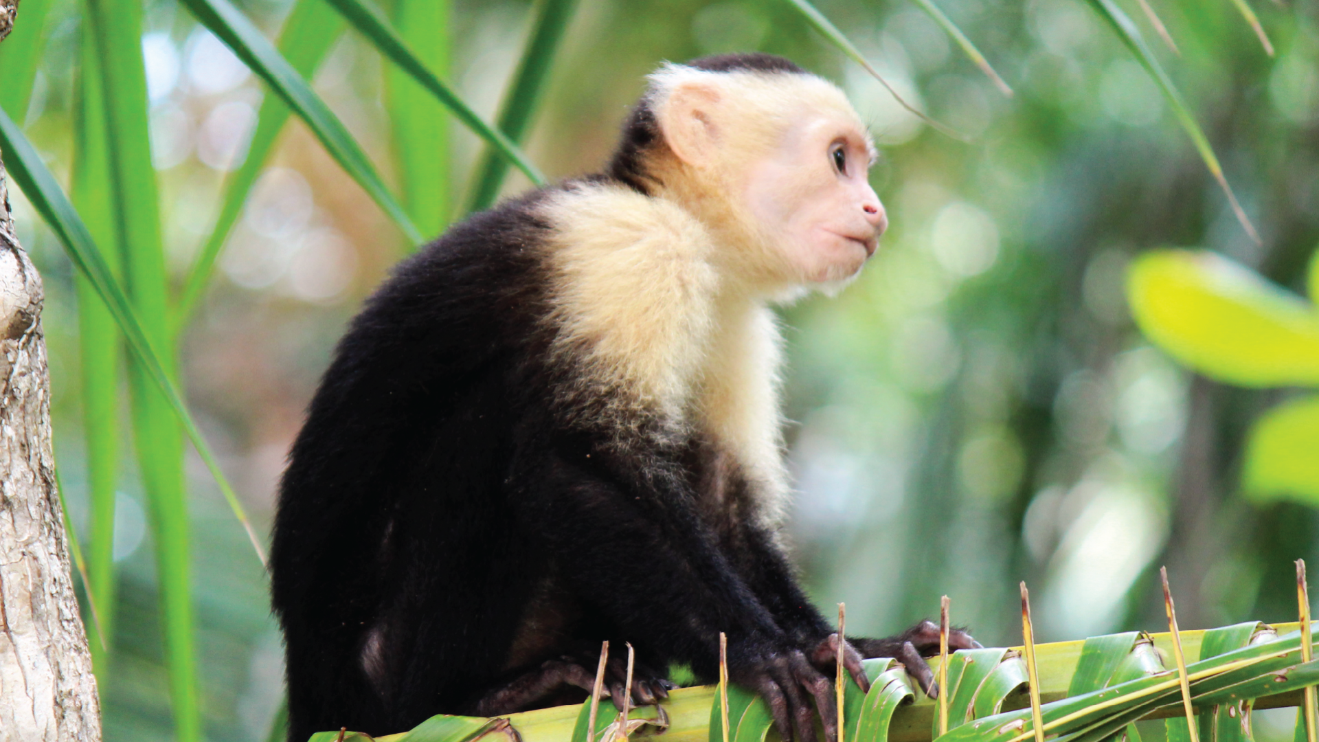 Manuel Antonio, Costa Rica by Emily Fraser