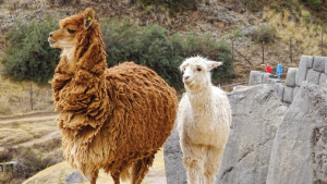 Cusco, Peru by Fatima Transmonte