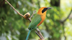 Costa Rica by Annelieke Huijgens