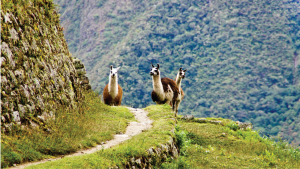 Sacred Valley, Peru by Priscila Aster