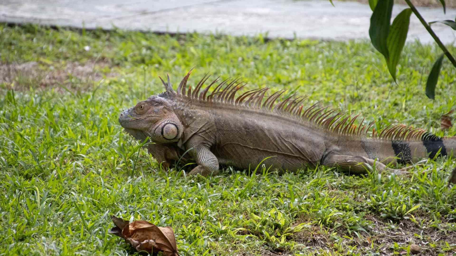 Iguana in Costa Rica