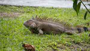 Iguana in Costa Rica