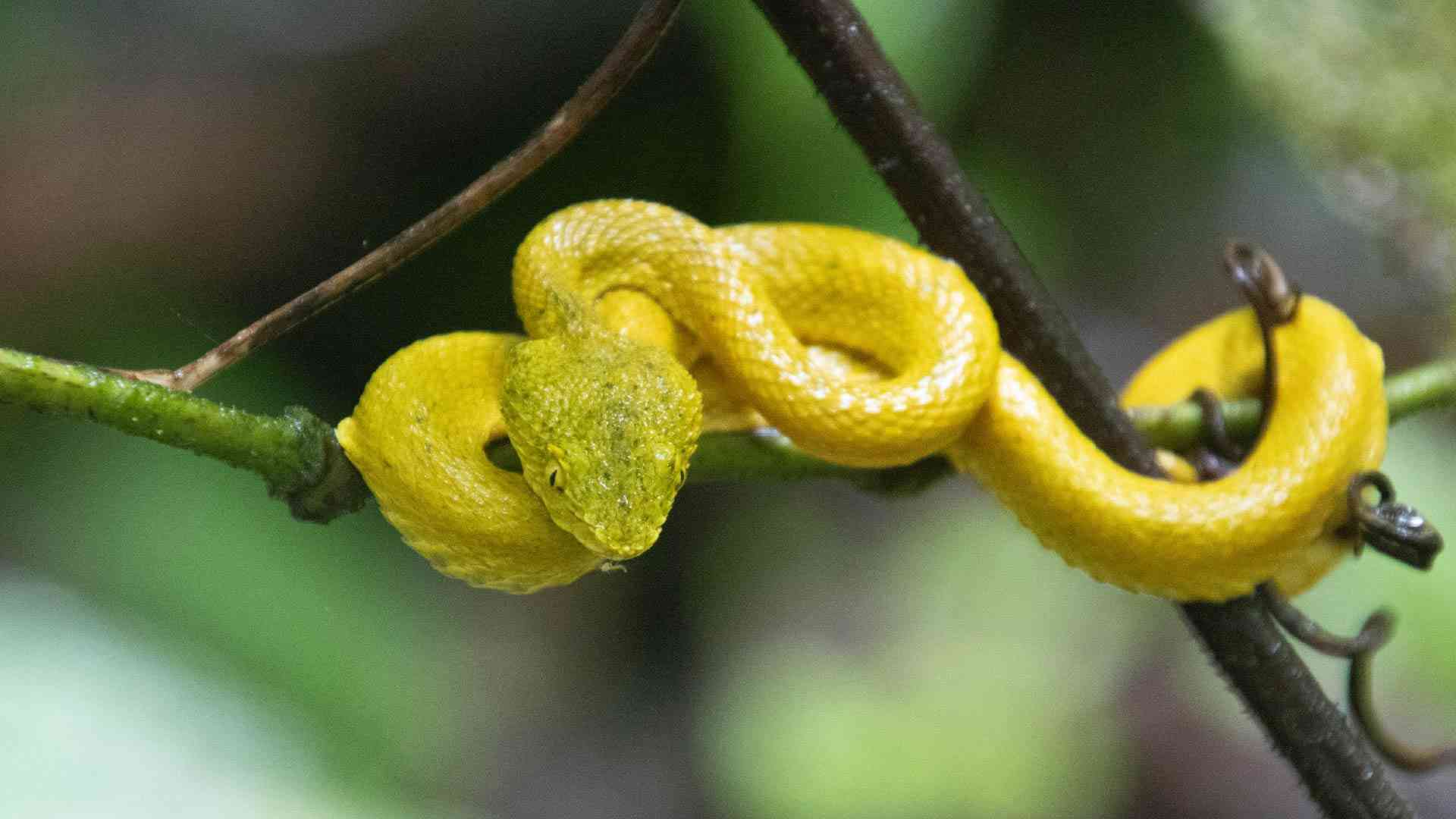 Snake in Costa Rica