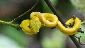 Snake in Costa Rica