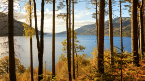 Loch Lomond on a Bunnik Tour of Scotland