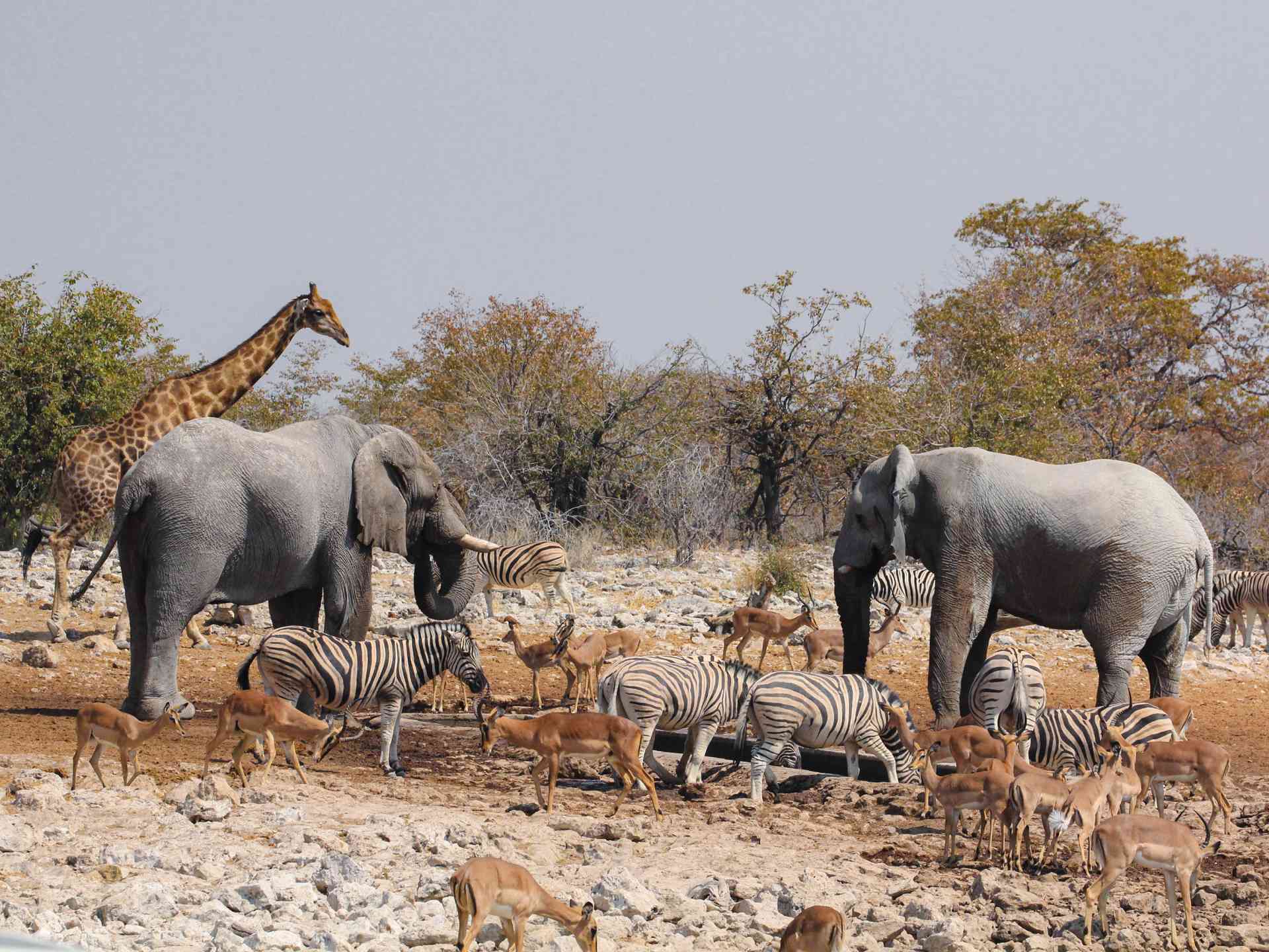 Chobe National Park in Botswana by Raymond Grierson