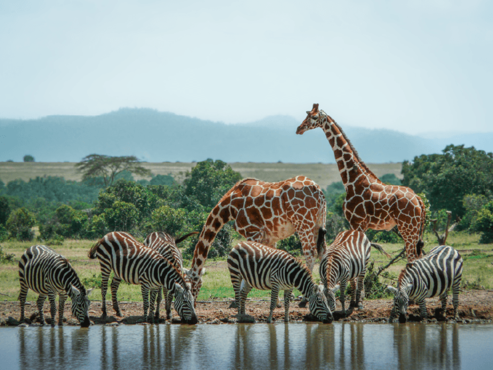 Animal Encounters