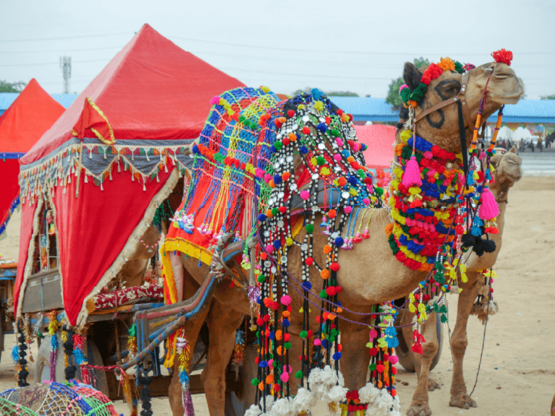Pushkar Festival