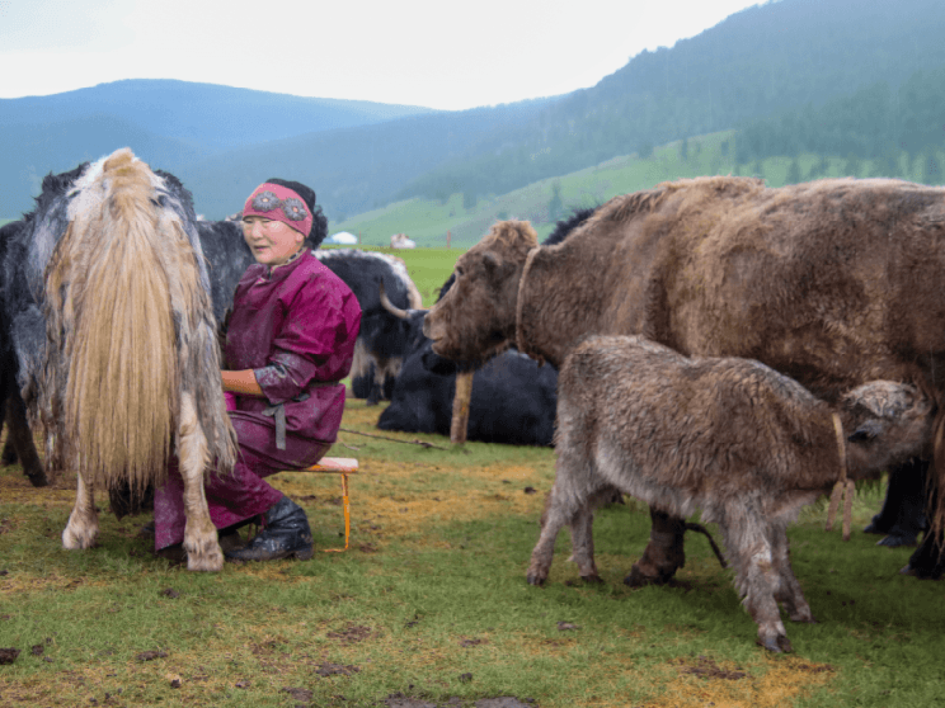A local nomadic herder in Mongolia milking their yaks in the pastural fields