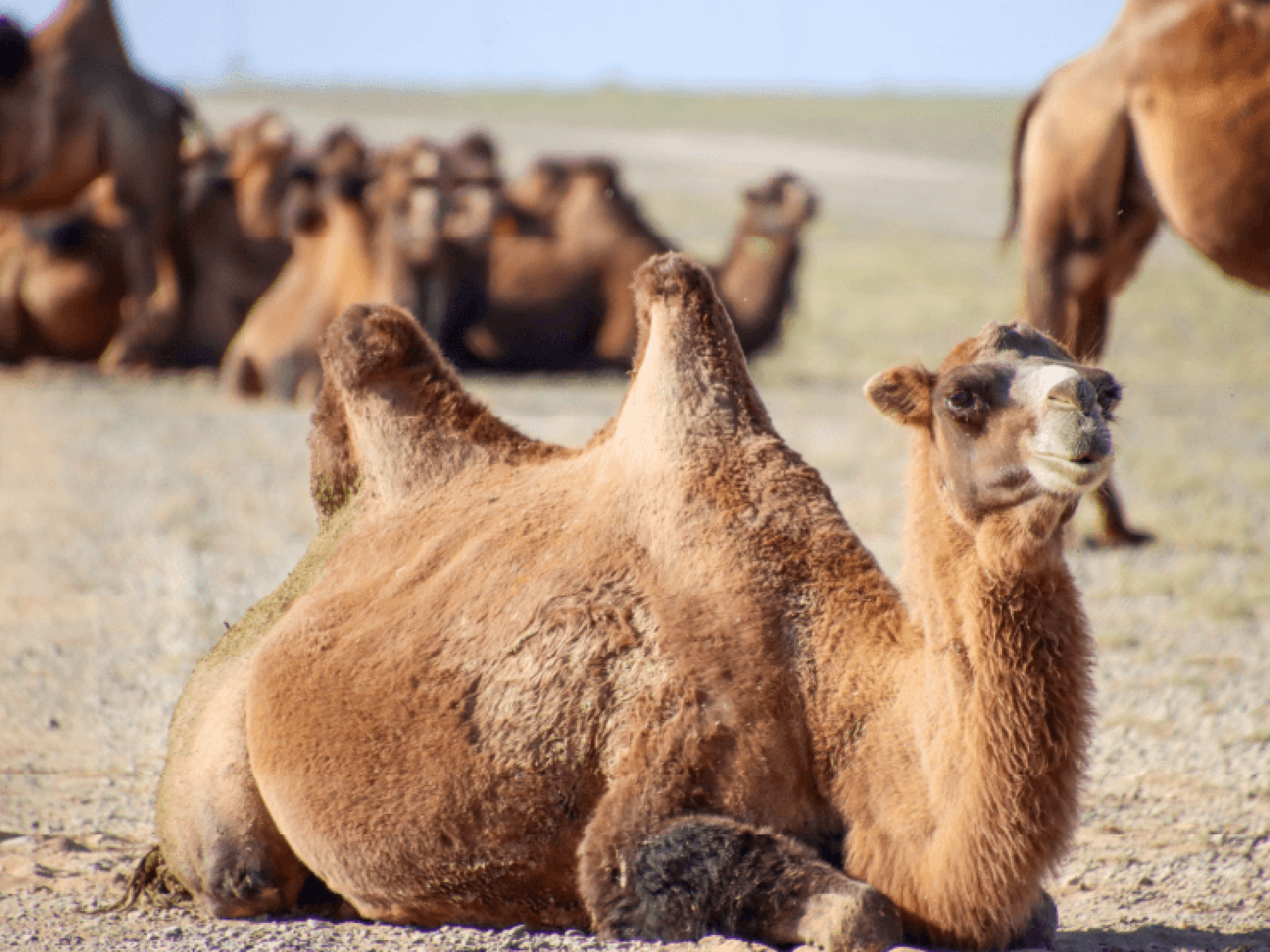 A Two-humped Bactrian Camel resting on the ground of the Gobi Desert in Mongolia in front of its herd