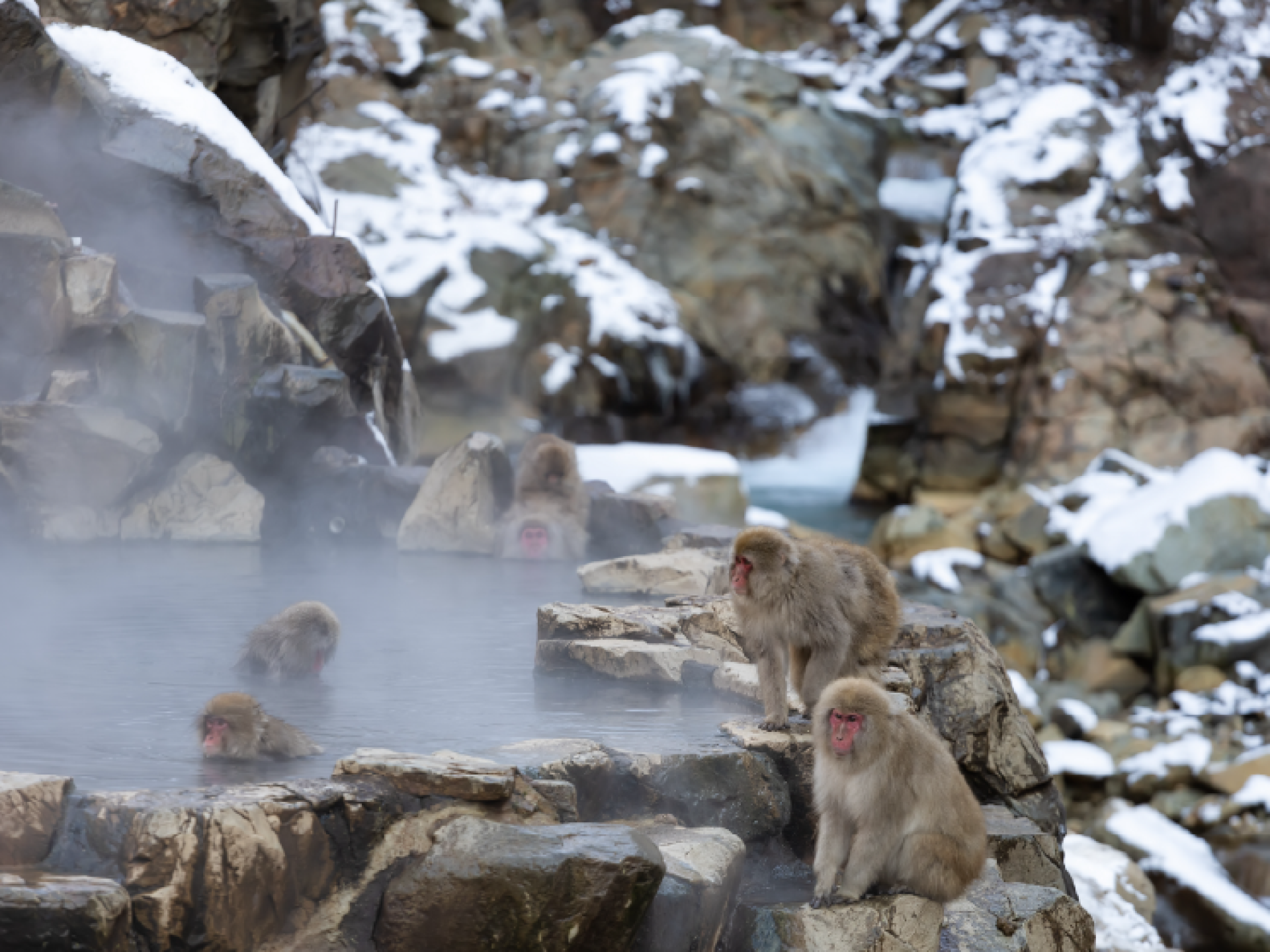 Winter’s wild wonders