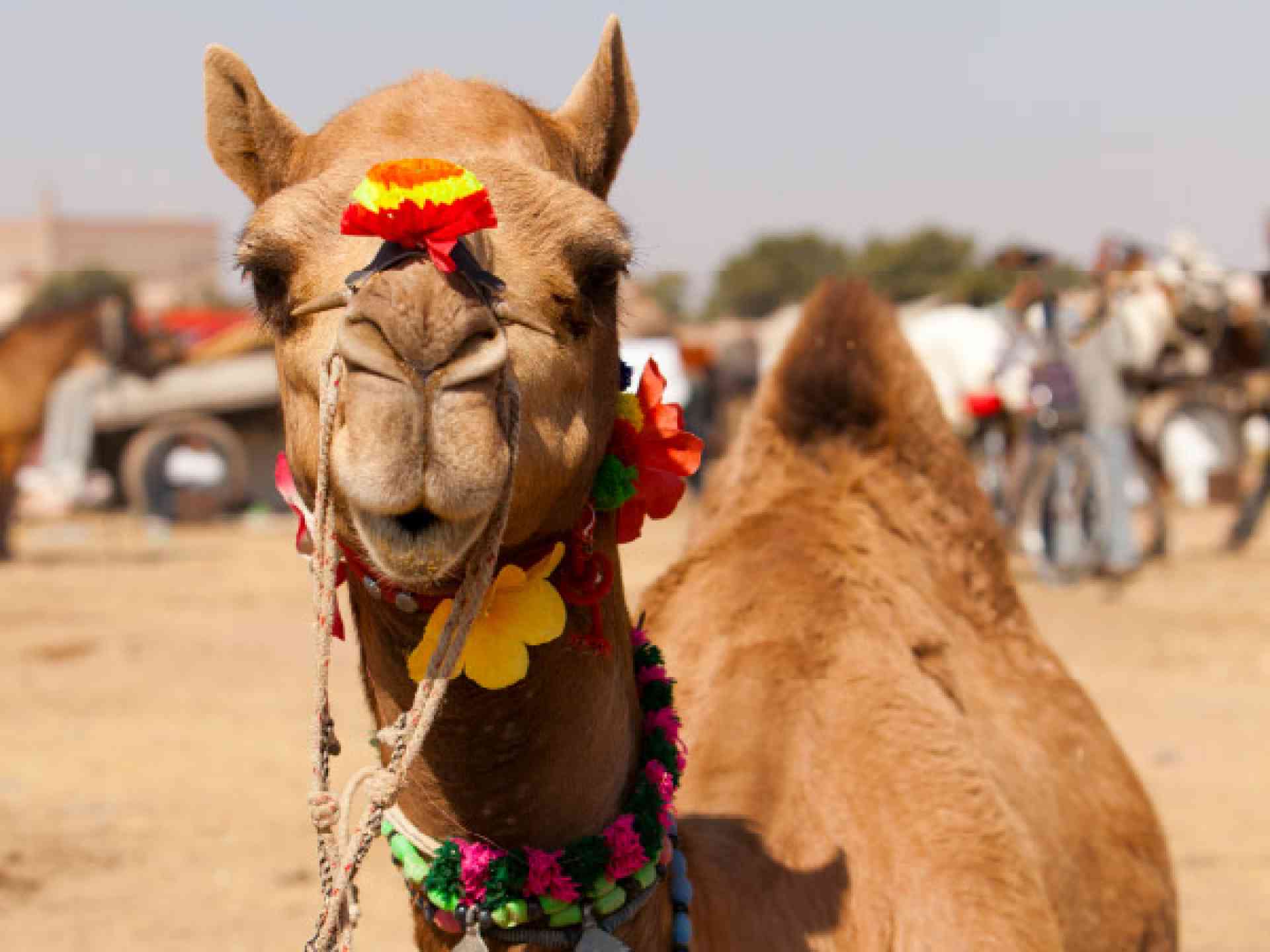Nagaur Cattle Festival