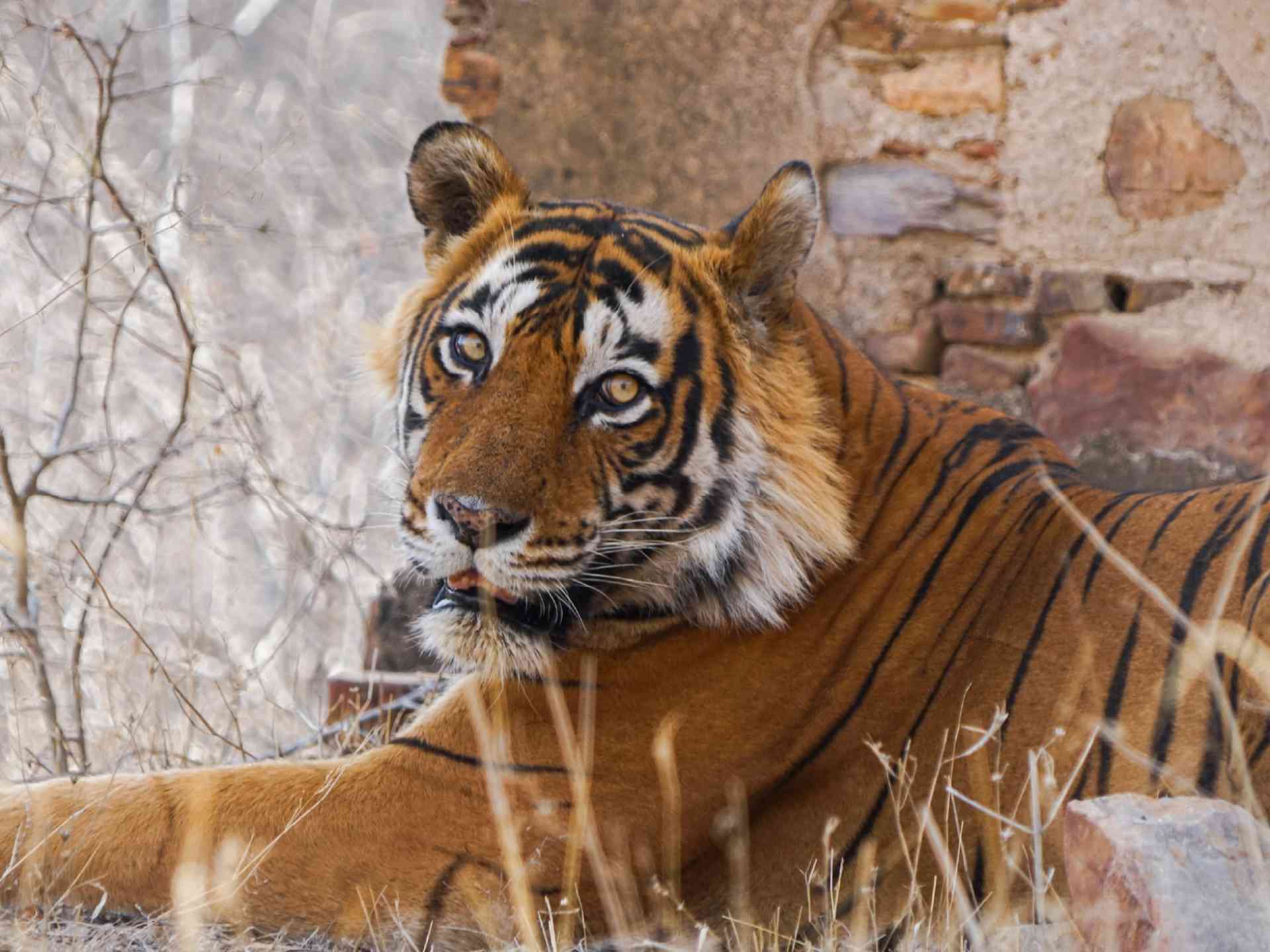 Spot Tigers in Ranthambore National Park