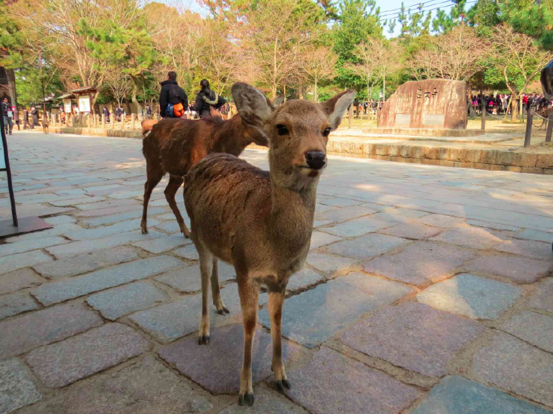 Deers in Nara, Japan by Adam Dickson