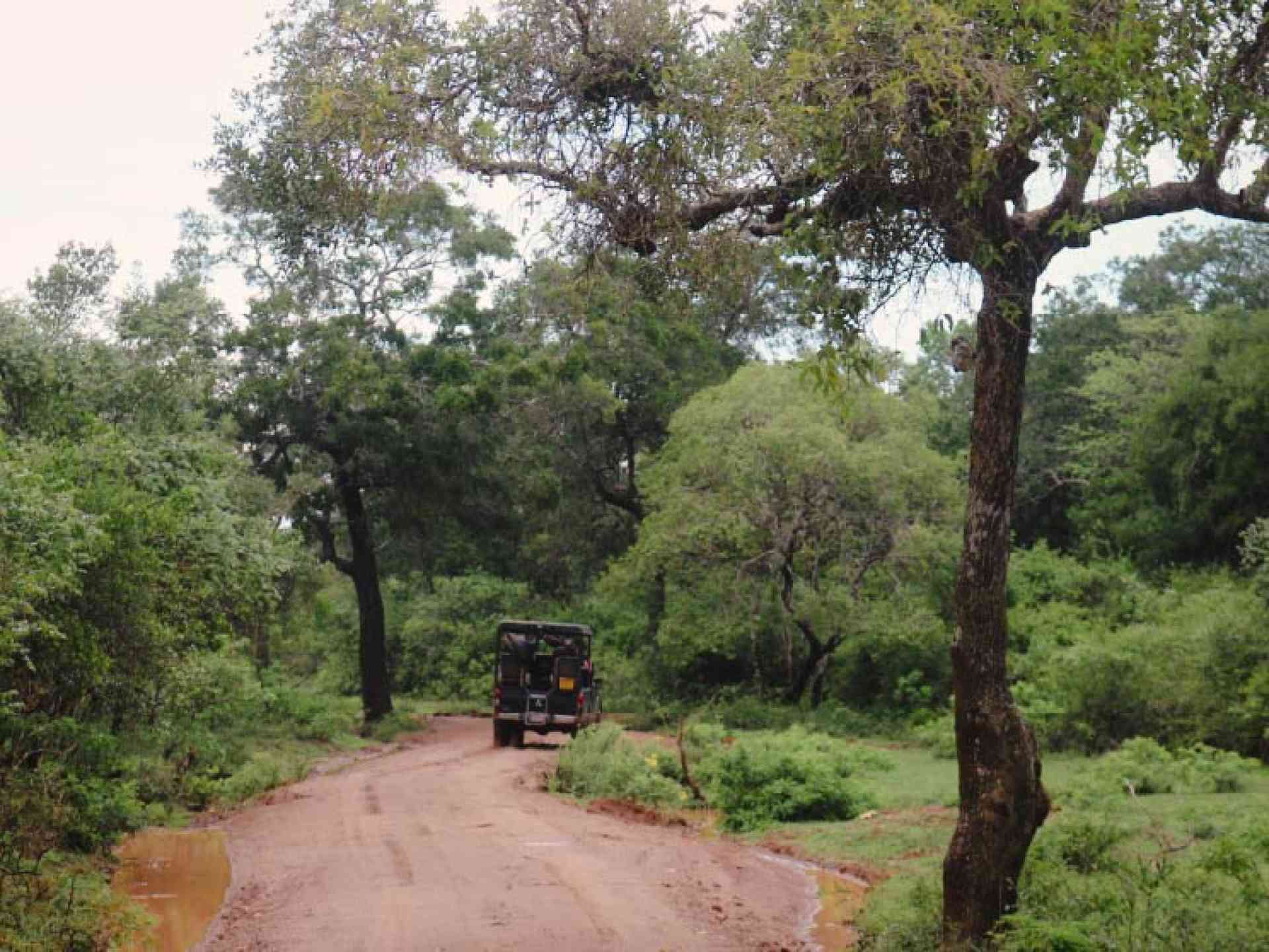Wilpattu National Park on a Bunnik Tour of Sri Lanka