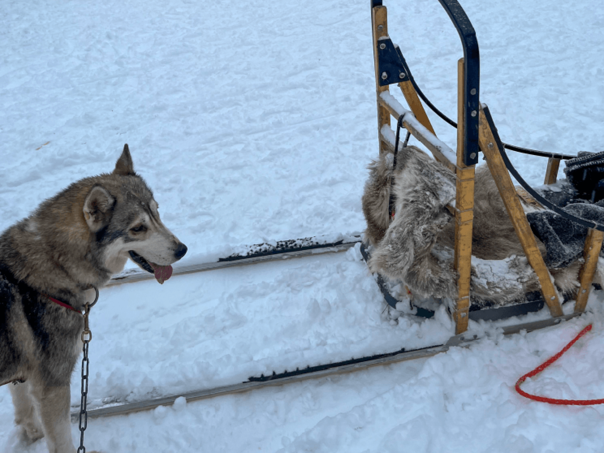Arctic Adventures