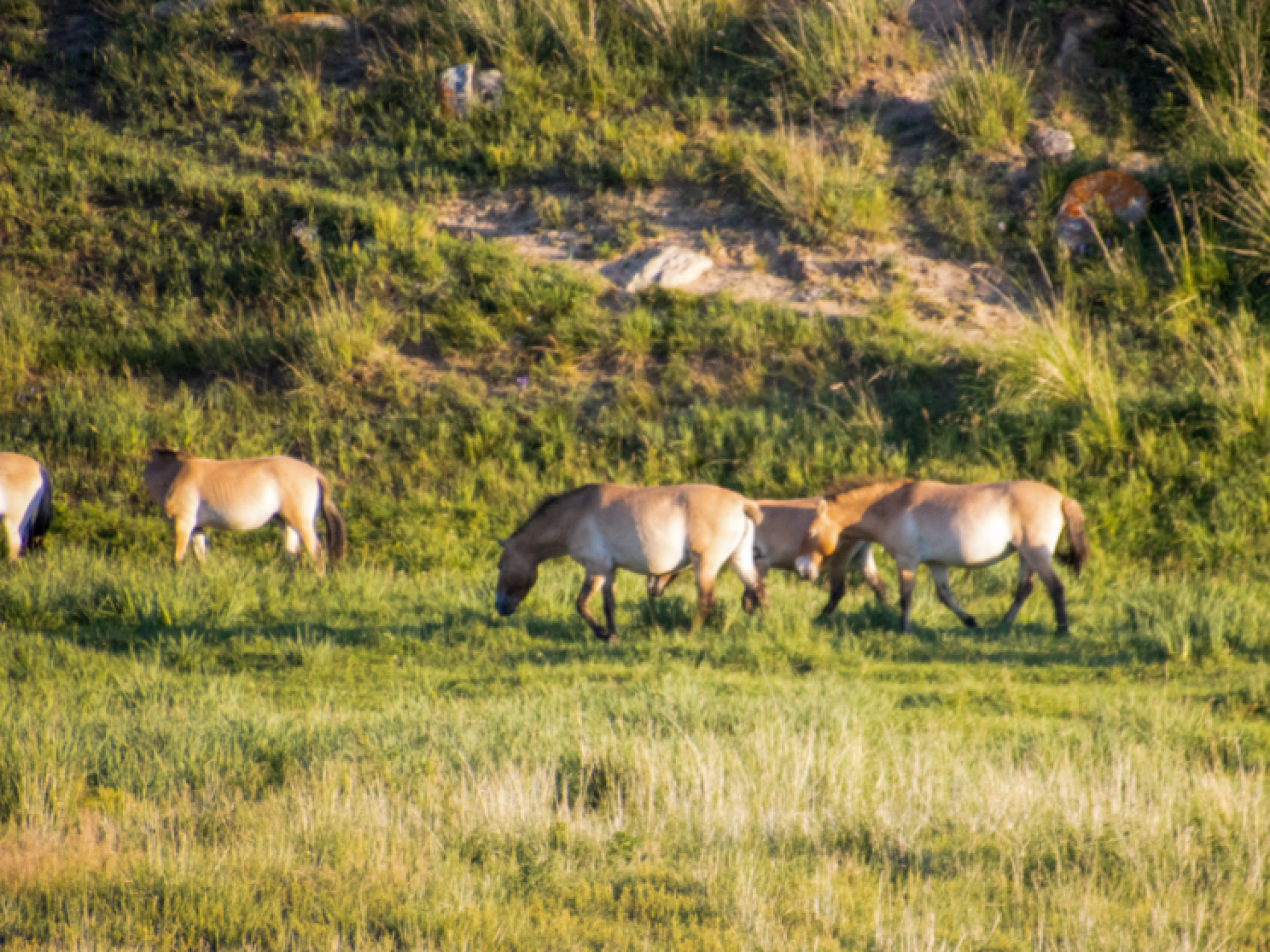 Khustai National Park, Mongolia by Annelieke Huijgens