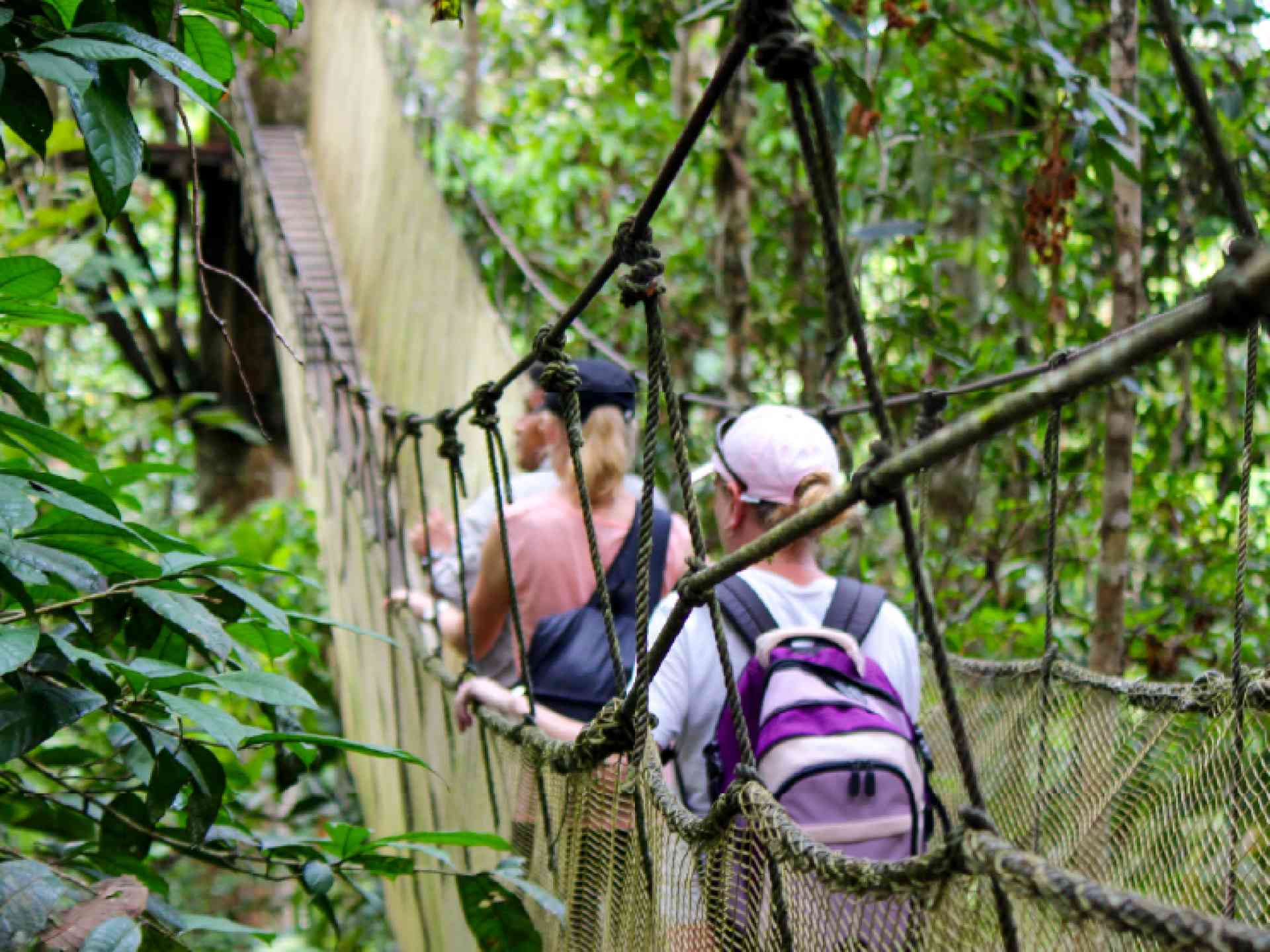 Canopy Walk in the Amazon by Emily Fraser