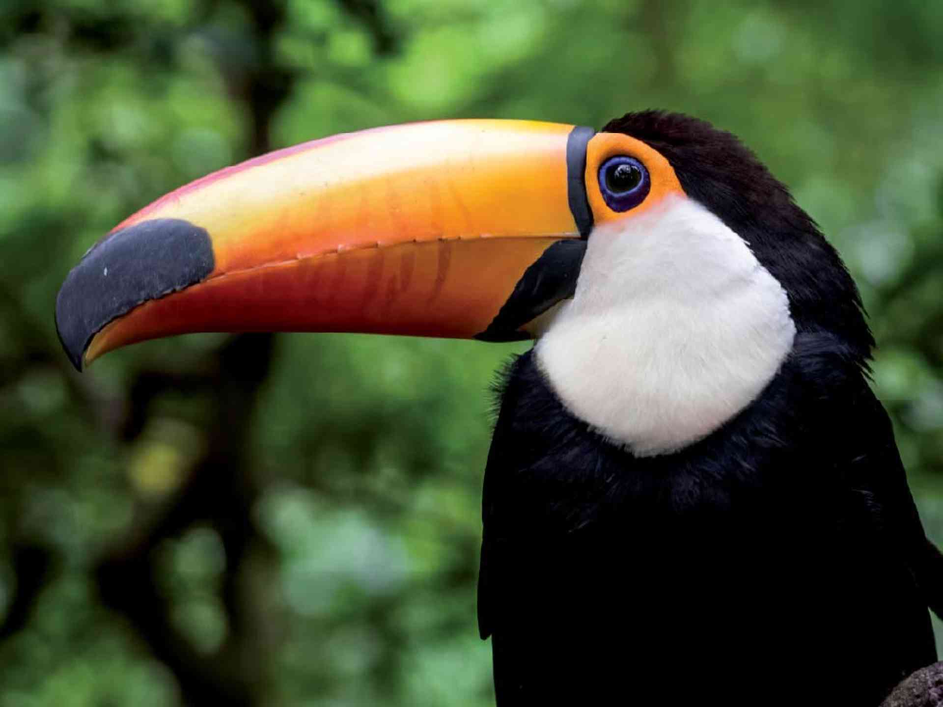 Toucan in the Amazon Rainforest by David Hein