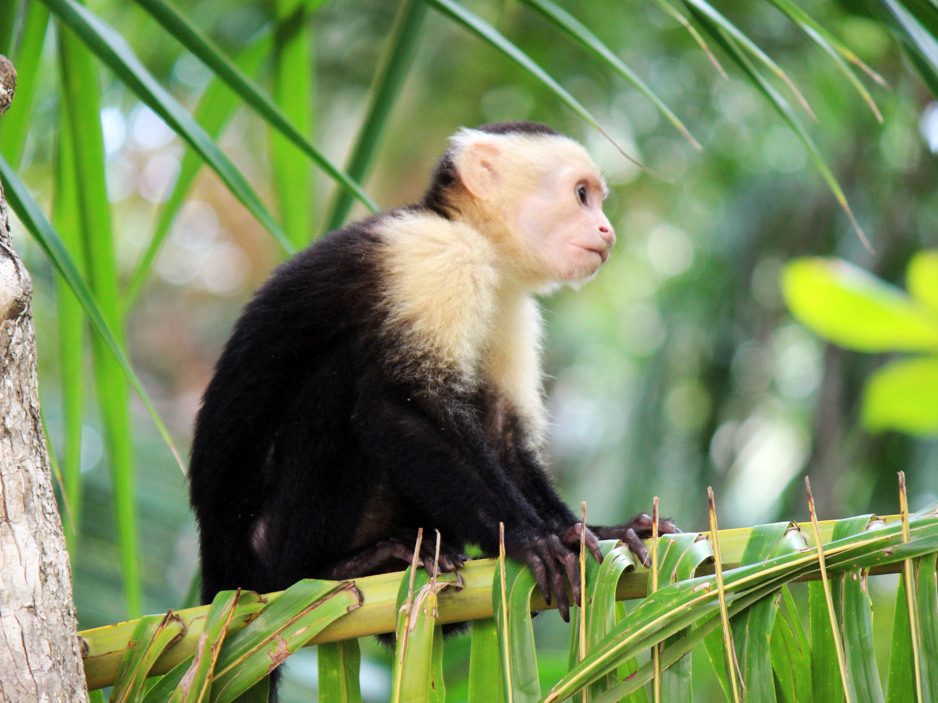 Manuel Antonio National Park