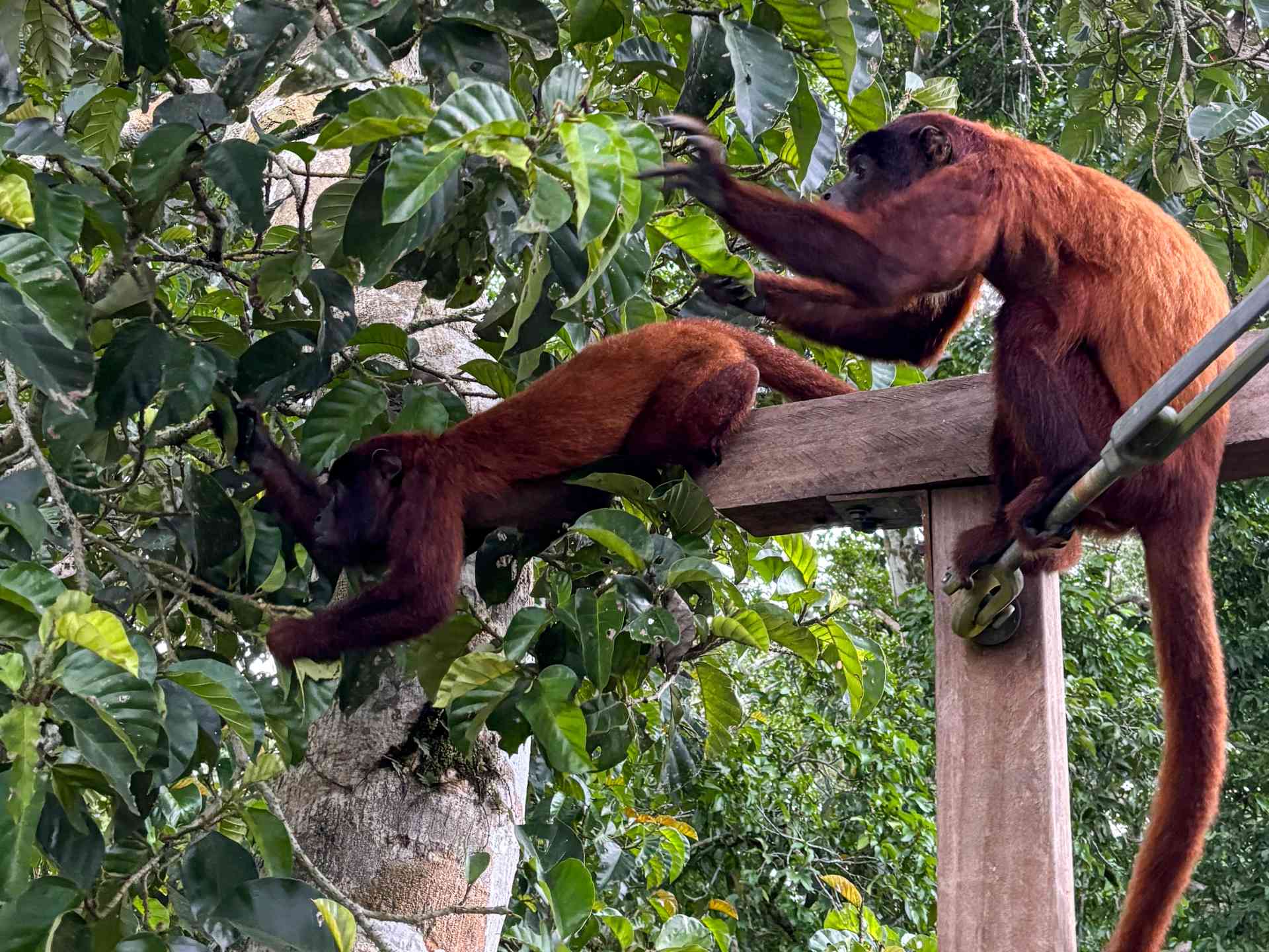 Puerto Maldonado, Amazon, Peru by Ursula Najar