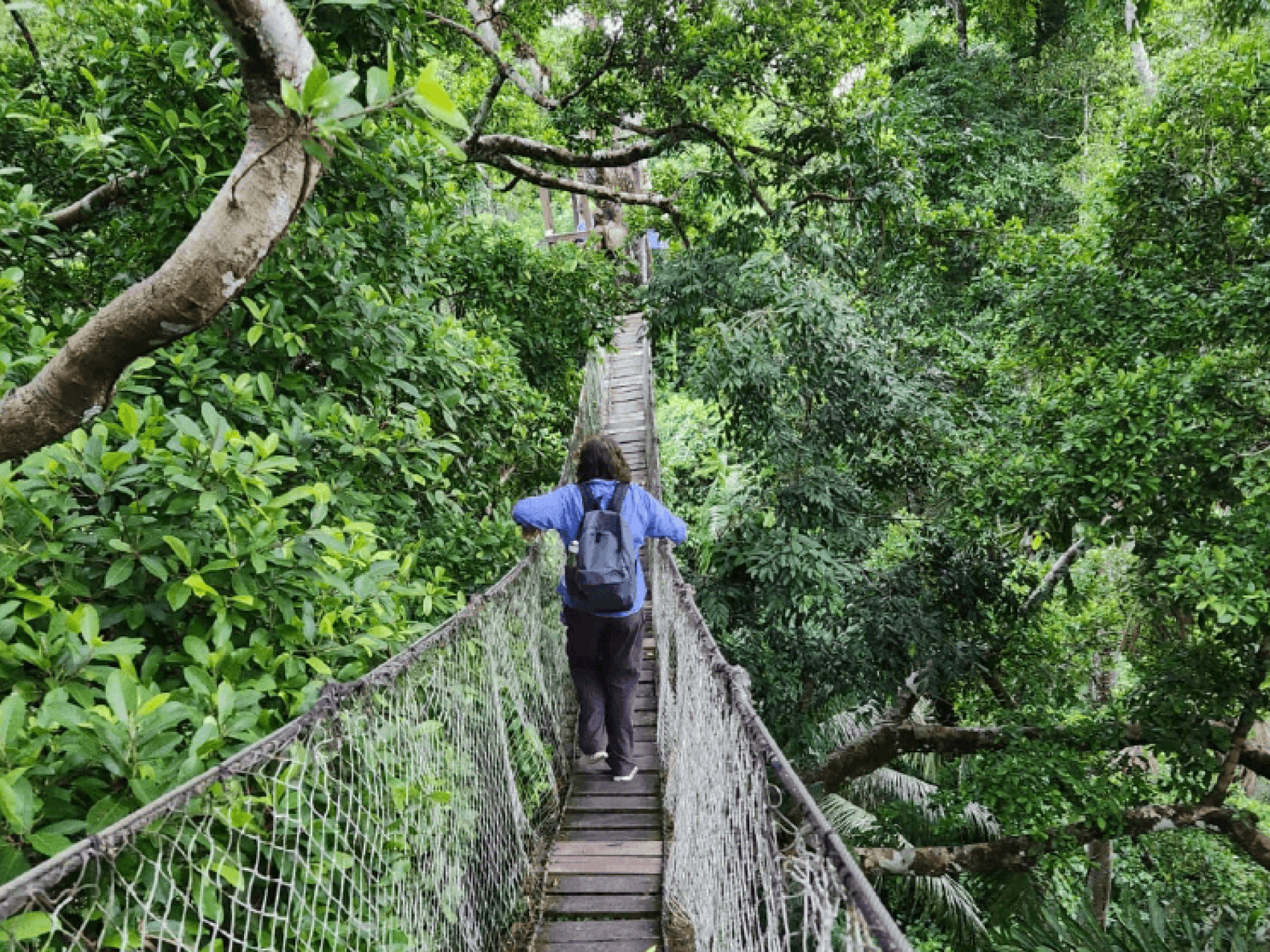 Inkaterra Canopy Walk, Amazon (Puerto Maldonado), Peru by Ursula Najar