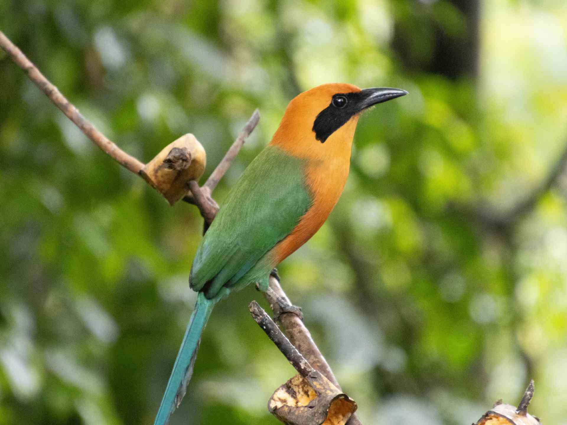 Bird in Monterverde, Costa Rica